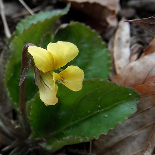 species photo