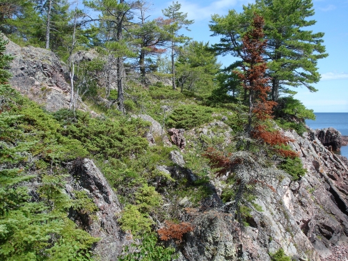 A photo of the Volcanic Bedrock Glade natural community type