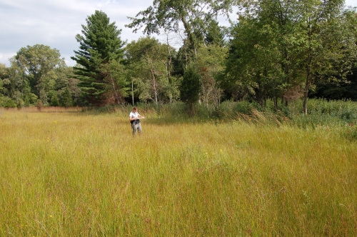 A photo of the Wet Prairie natural community type