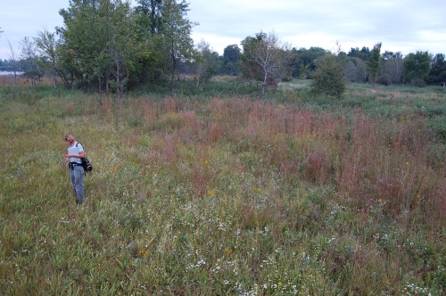A photo of the Wet Prairie natural community type