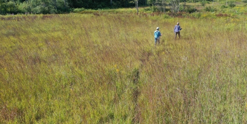 A photo of the Wet-mesic Prairie natural community type