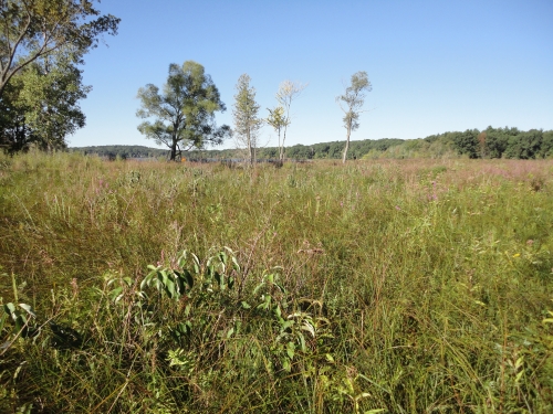 A photo of the Wet-Mesic Prairie natural community type