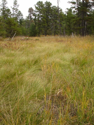 A photo of the Wet-mesic Sand Prairie natural community type