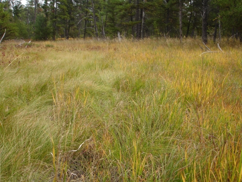 A photo of the Wet-mesic Sand Prairie natural community type
