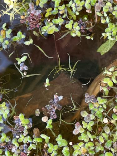 species photo
