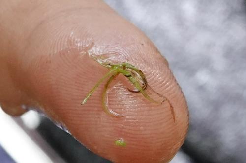 species photo