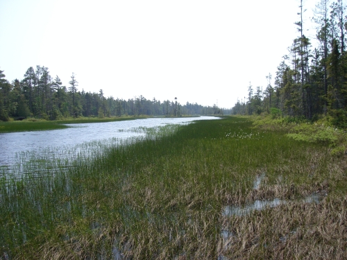 A photo of the Wooded Dune and Swale Complex natural community type